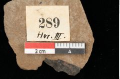 Foto (Detailansicht) von Pinus pathyptera Ettingshausen (NHMW-GEO-2024-0188-0289)
